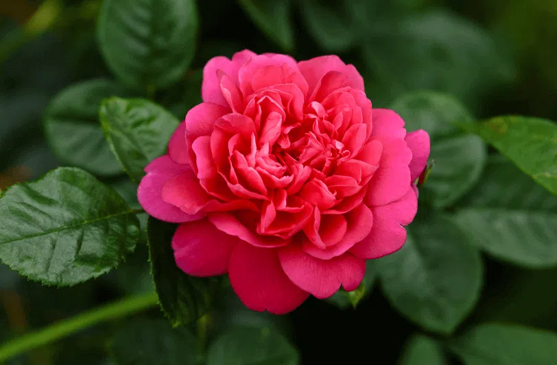 10 Flowers Named After the Royal Family & Why