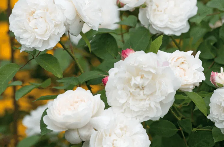 William and catherine rose