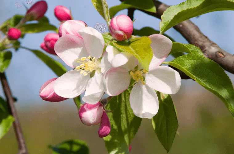 Apple blossom flowers on a tree