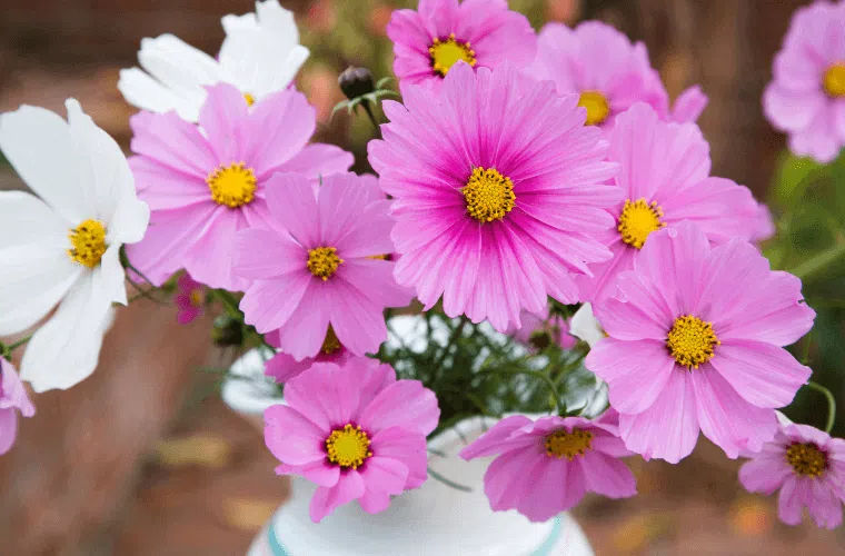 Pink and white cosmos flowers in a vase