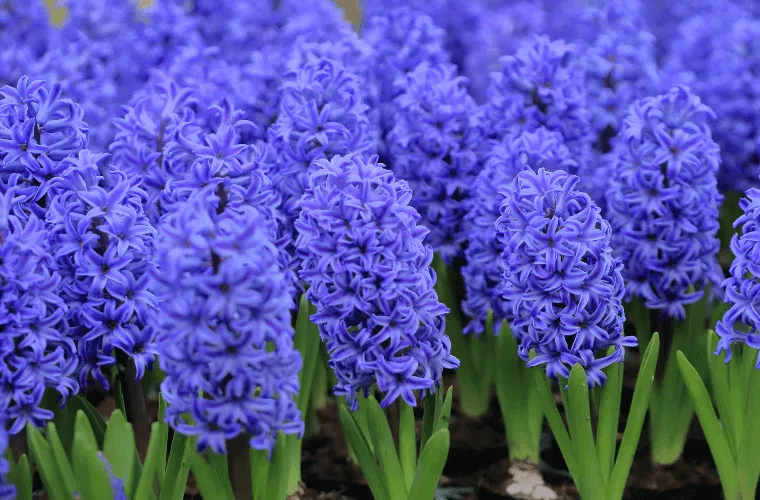 A group of blue hyacinth