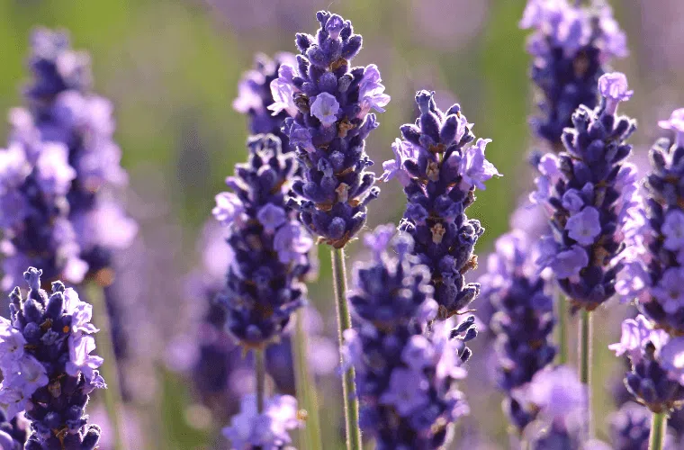Purple lavender flowers