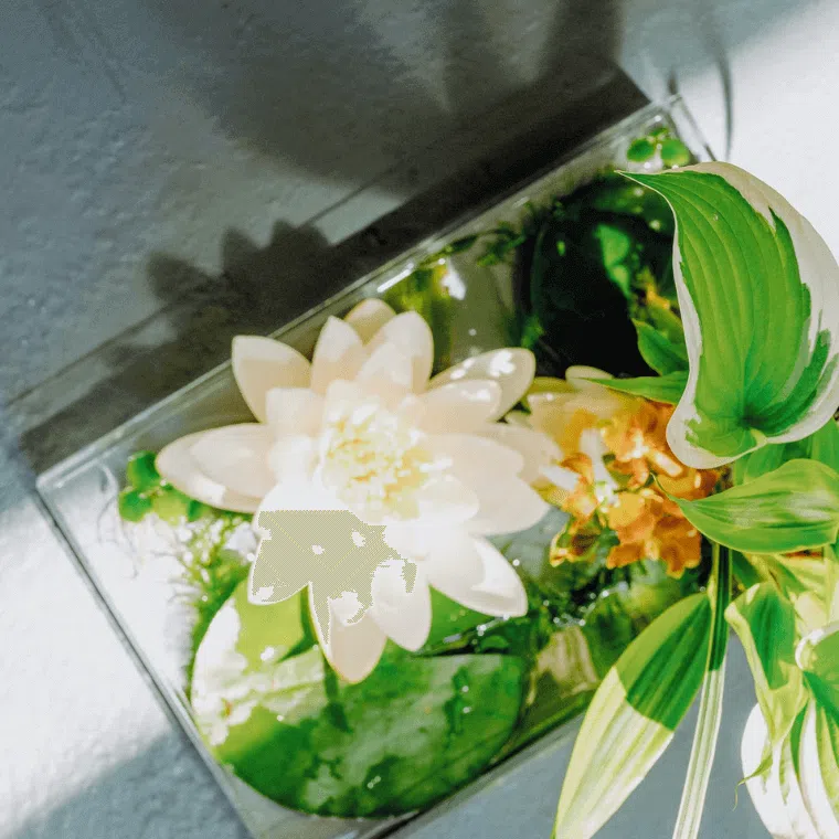 A white lotus blossom with green foliage