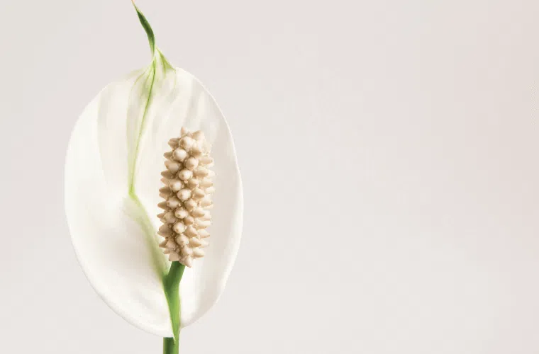 A single white peace lily flower