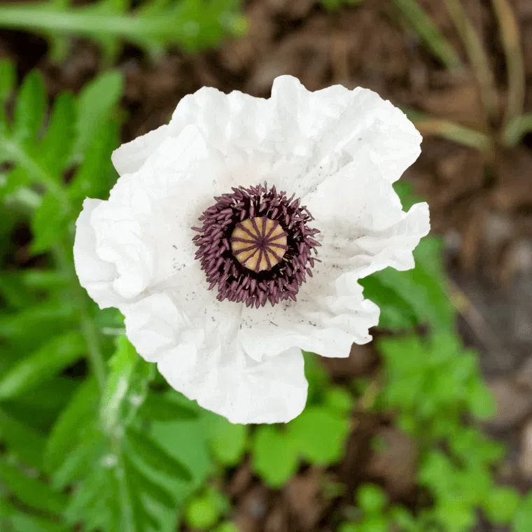 A white poppy flower