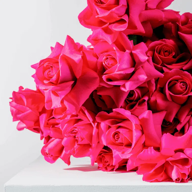 A bouquet of ruby red roses