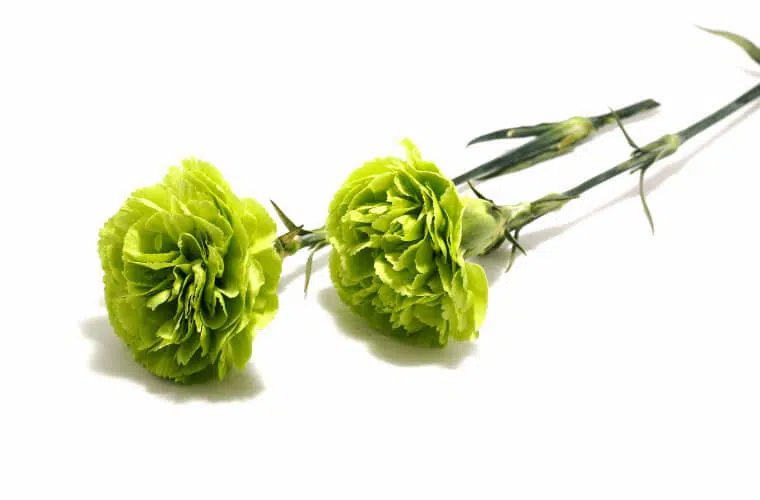 Green carnations