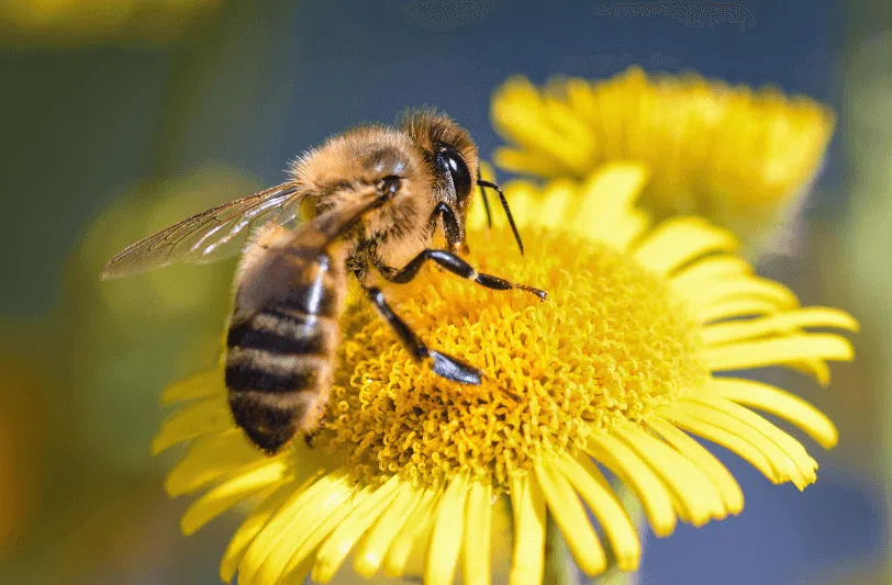 A bee on a yellow flower