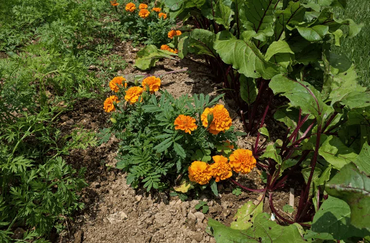 Marigolds planted between red beet and carrot plants