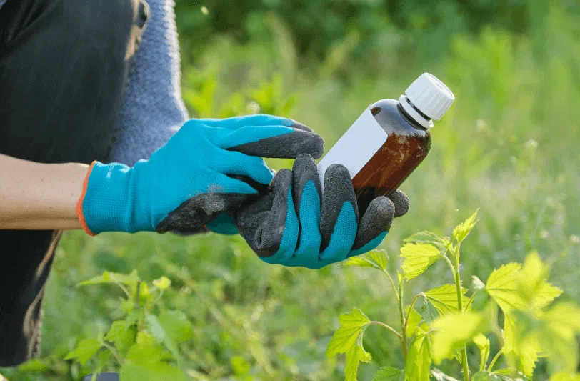 A woman's hands wearing gardening gloves and holding a bottle of pesticide