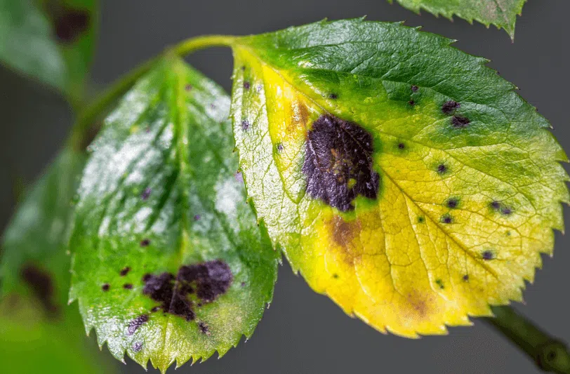 Leaves with black spots on them
