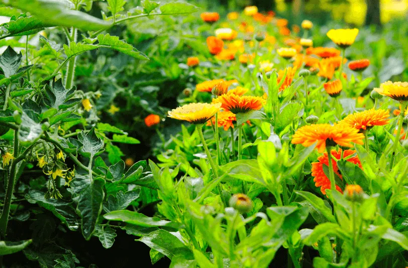Organic calendular and tomato plants