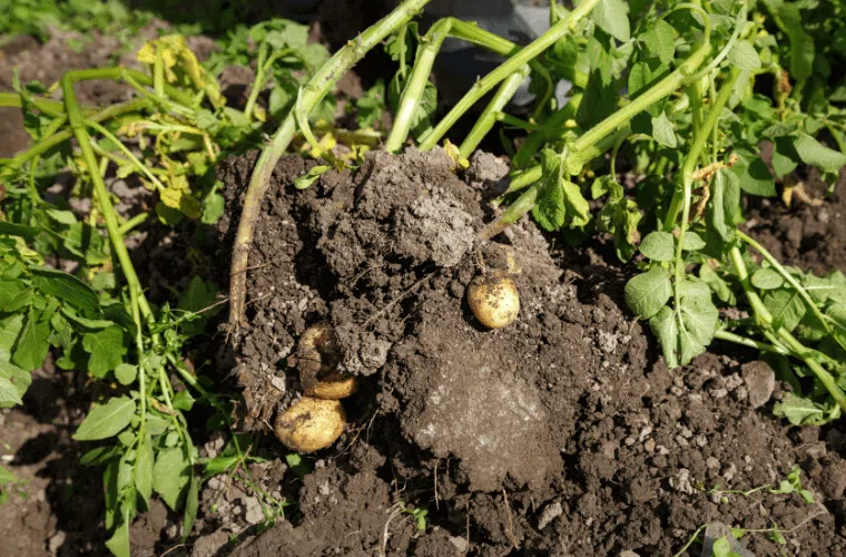 Potato plants showing the leaves and the roots with potatoes covered in soil
