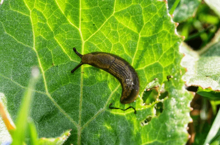 A slug on the leaf of a plant