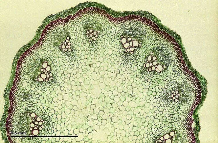 The structure of a flower stem under a microscope