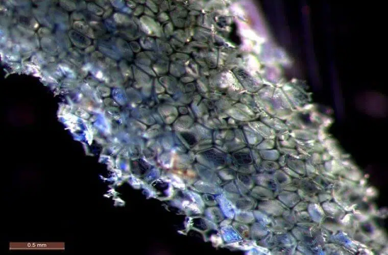 The structure of floral foam under a microscope