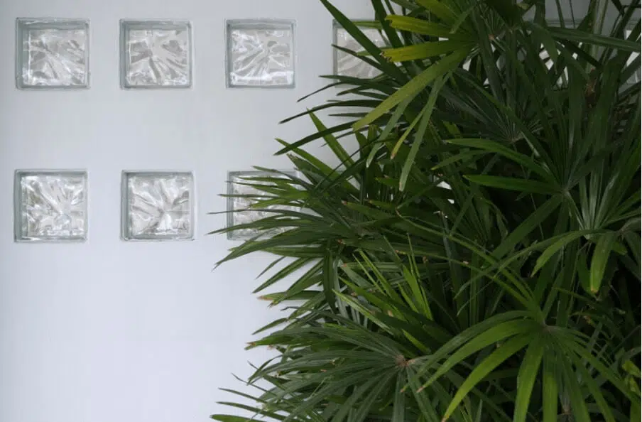 Lady palm