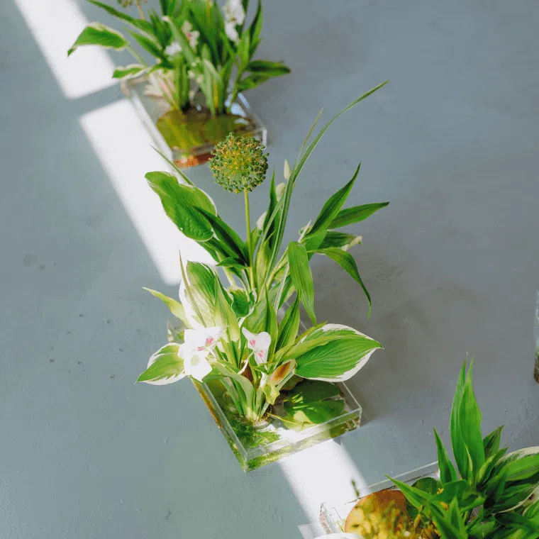 A line of floral designs in water featuring green and white foliage and white flowers
