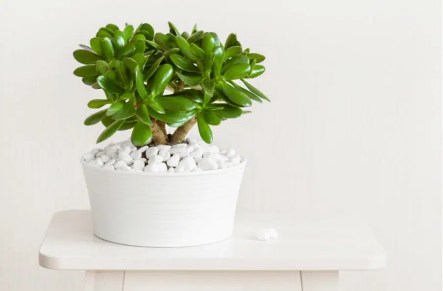 Money plant