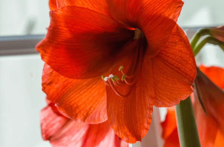 A red amaryllis flower