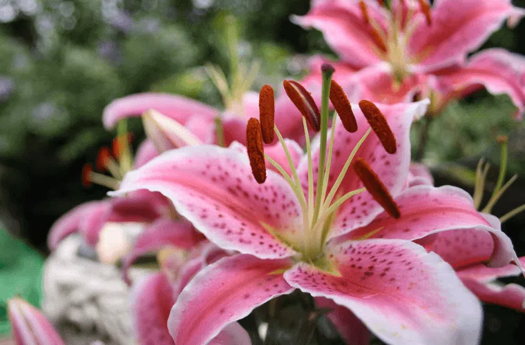 Pink lily blooms growing in the wild
