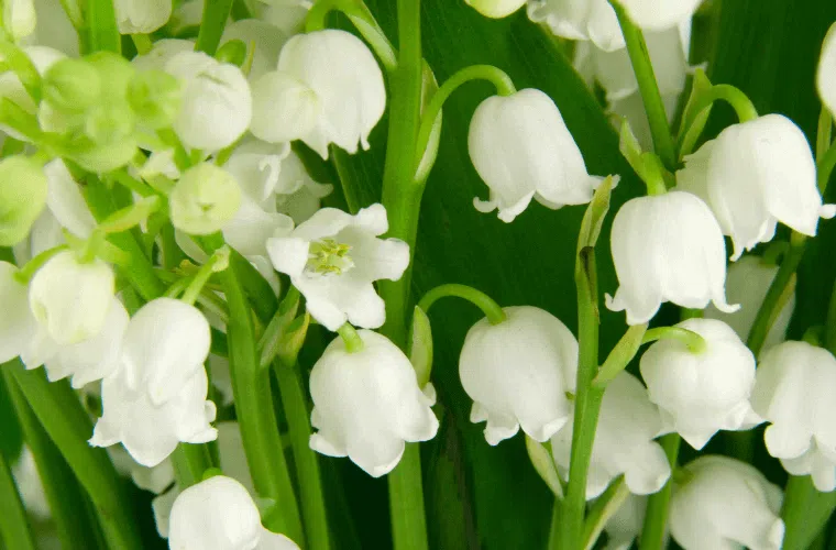 Lily of the valley flowers