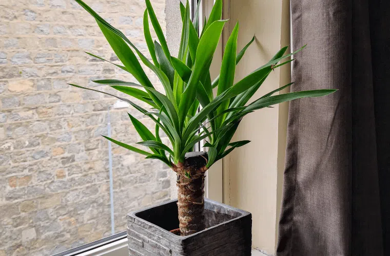 A yucca plant in a pot on a window sill