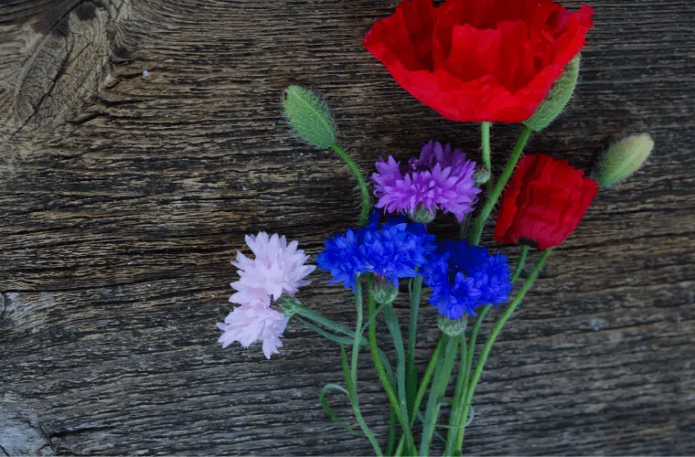 Poppies work beautifully as cut flowers