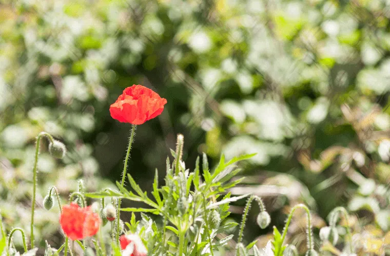 Poppies are a symbol of peace and hope