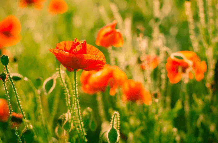 Poppies growing in fields carry personal memories for many people