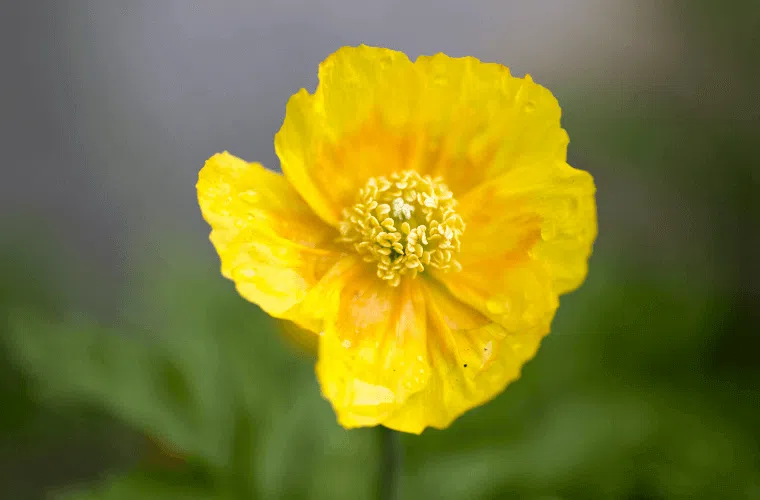 Yellow poppies symbolise renewal and optimism