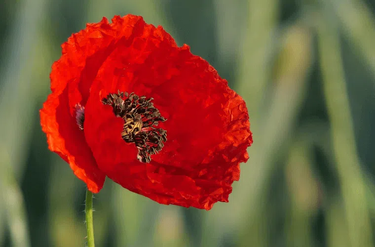 The symbolism of the poppy existed at the time of the napoleonic wars