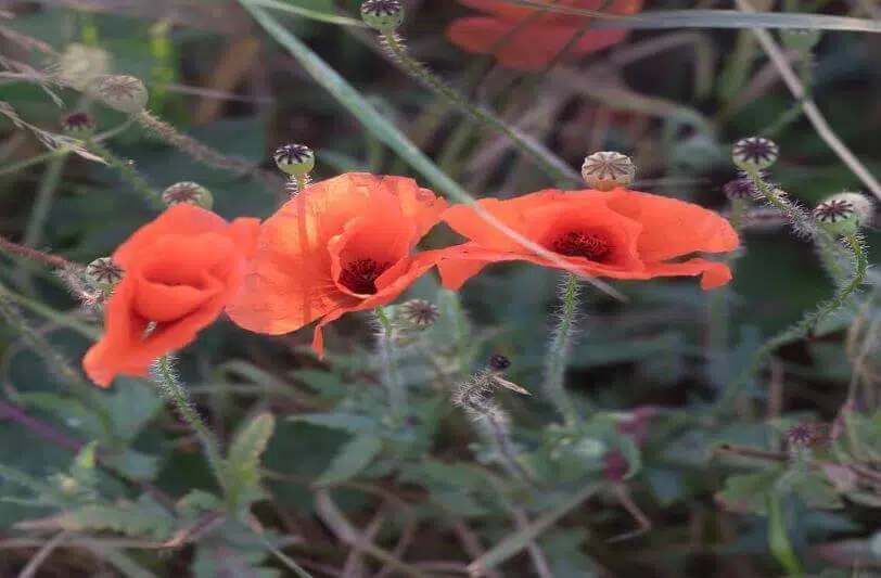 Poppies as a symbol of remembrance