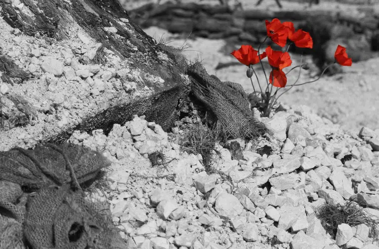 The poppy as a symbol of remembrance from world war i
