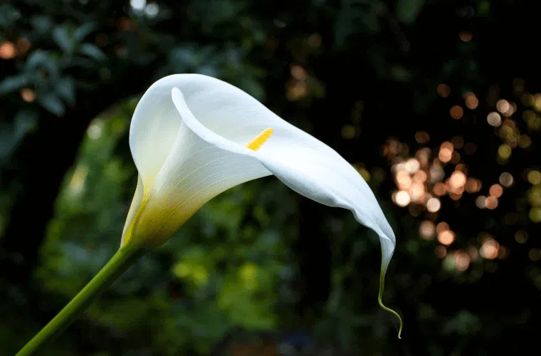 A white calla lily bloom