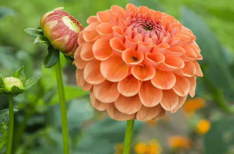 An orange dahlia bloom