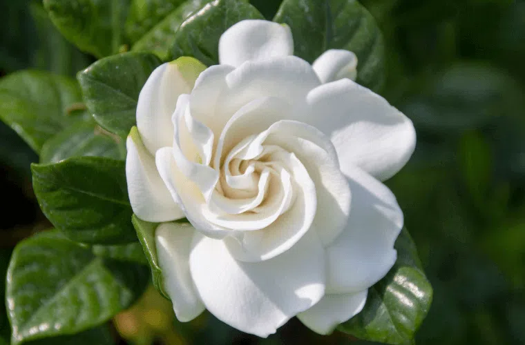 A white gardenia bloom