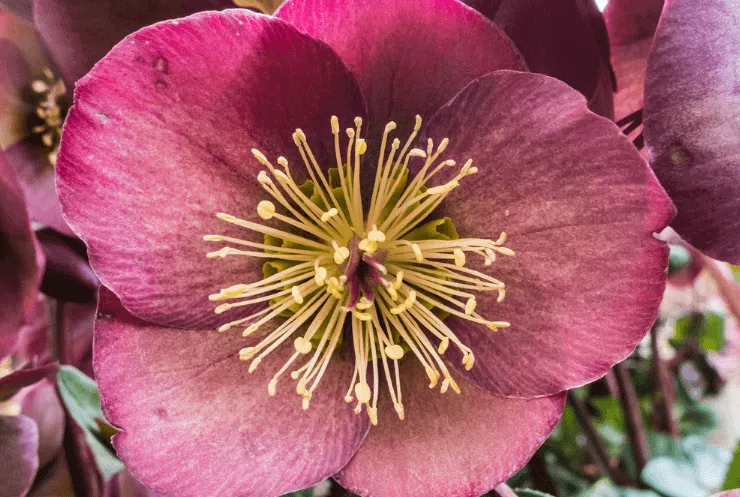 A purple/pink hellebore flower