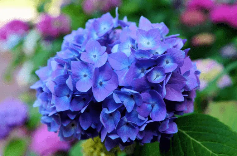 A blue hydrangea flower