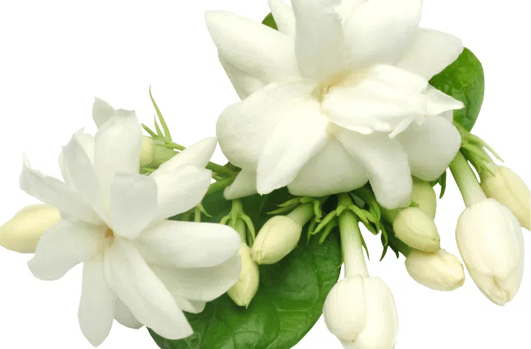 Two white jasmine flowers and several buds with green foliage