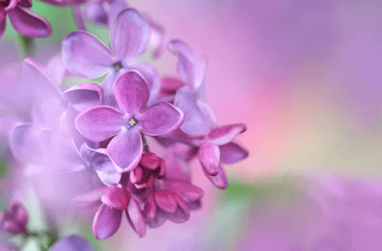 A light purple coloured lilac bloom