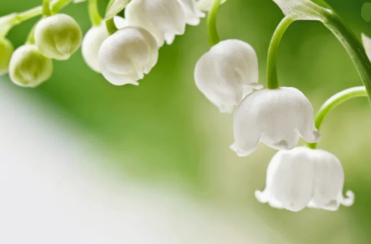 White bell-shaped lily of the valley flowers