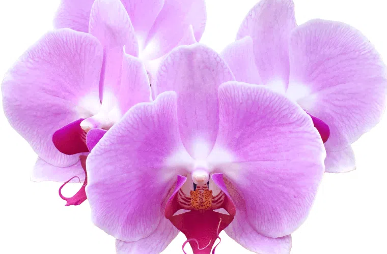Three purple orchid flowers