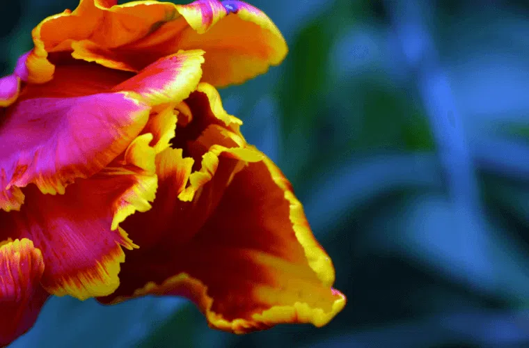 A pink and yellow parrot tulip