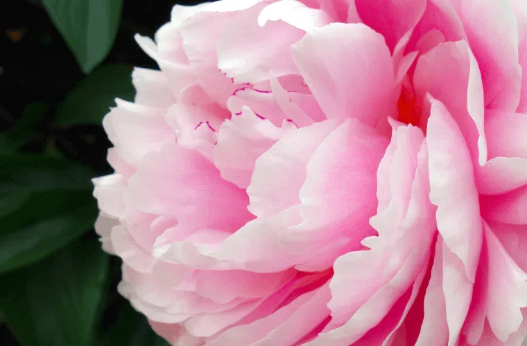 A pink peony