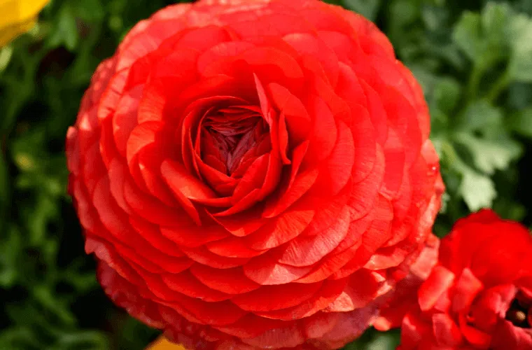 A red ranunculus flower