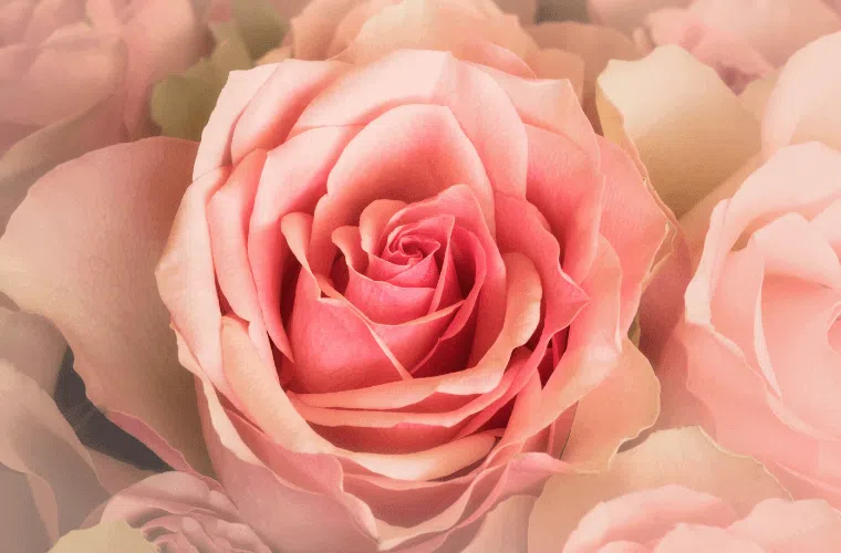 A pink rose