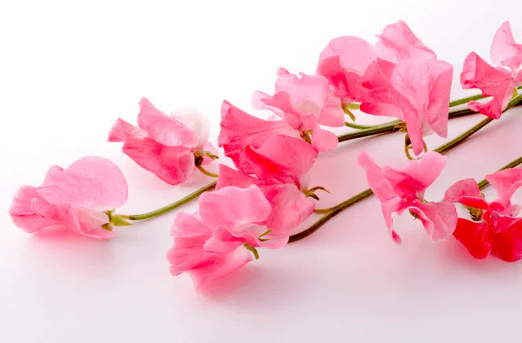 A stem with pink sweet pea flowers