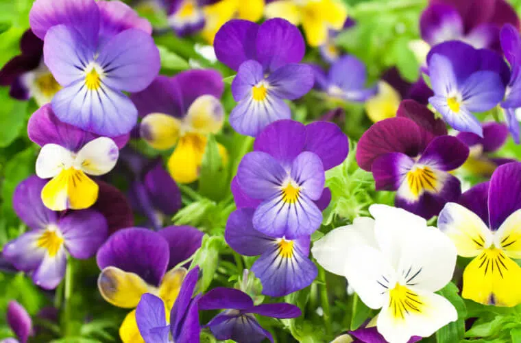 Pansies