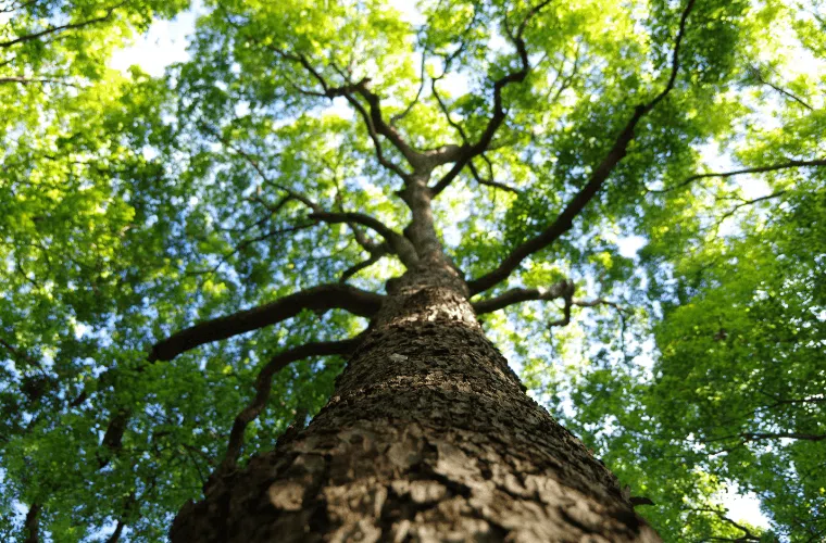 How can my business help fight climate change in 2025? 15 Looking up to the sky through the branches of a tree